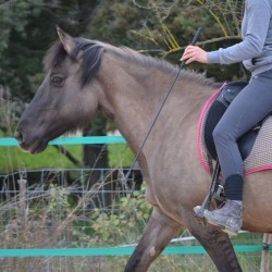 stick de monte éthologique